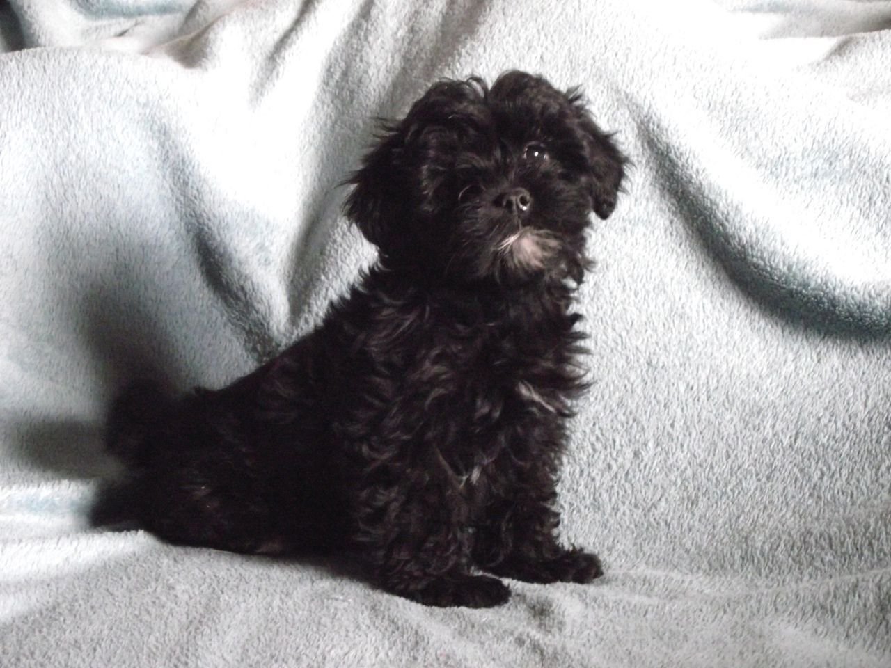 Black Lhasa Poo Puppy